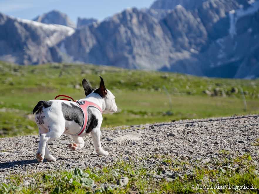 Equipaggiamento Da Trekking Per Cani