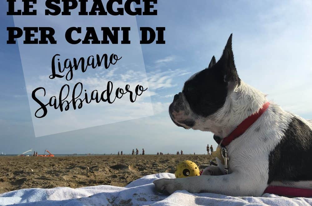 Ordinanza Tar Sui Cani In Spiaggia I Comuni Non Possono